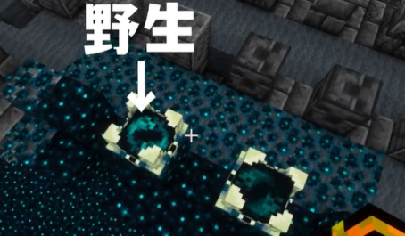我的世界有趣的冷知识